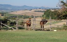 Photo submitted by guest of Casale Vittoria