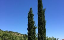 Photo submitted by guest of Casa Caldesi