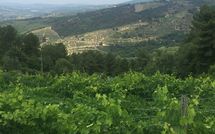 Photo submitted by guest of Castellinuzza