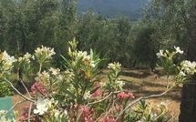 Photo submitted by guest of Al Seminario