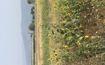 Photo submitted by guest of Case Sant'Anna