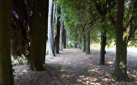Villa Rocchi: Tree, Nature, Woodland, Vegetation, Natural Environment, Leaf, Forest, Green, Nature Reserve, Grove