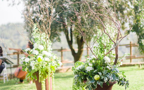 Fattoria Di Quercia Al Poggio: White, Photograph, Green, Tree, Flower, Plant, Grass, Spring, Botany, Backyard