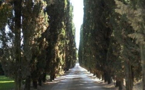 Borgo Santinovo: Tree, Road, Thoroughfare, Lane, Light, Woody Plant, Biome, Plant, Grove