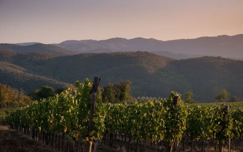 Villa Mandorlo: Plant, Sky, Mountain, Natural Landscape, Highland, Land Lot, Agriculture, Sunrise, Mountainous Landforms, Landscape