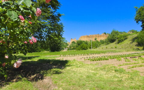 Villa le Balze: Green, Vegetation, Shrub, Summer, Plant Community, Plantation, Field, Garden, Herbaceous Plant, Meadow