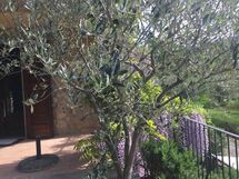 Casa Alla Minuccia Di Villa a Sesta