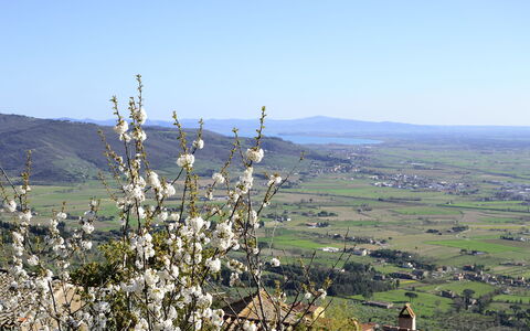 Appartamento Il Teatro: Chaparral, Hill, Tree, Plant, Fell, Mountain, Plant Community, Landscape, Wildflower, Flower
