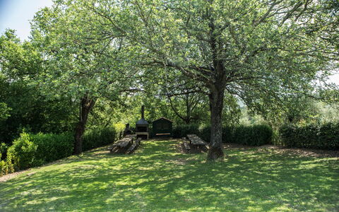 Agriturismo la Papessa: Plant, Green, Leaf, Branch, Natural Landscape, Sky, Tree, Vegetation, Land Lot, Shade