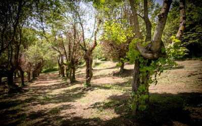 Agriturismo Borgo Al Teto