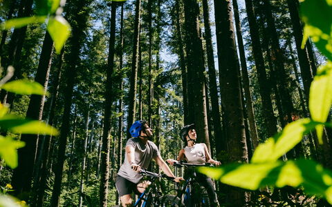 Fattoria Fronzano: Plant, Tree, Branch, Flower, Terrestrial Plant, Natural Landscape, Organism, Trunk, Biome