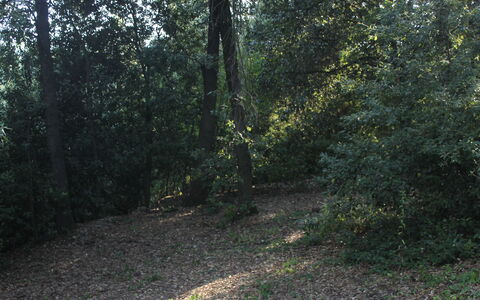 Gli Appartamenti Di Manuela: Plant, Natural Landscape, Wood, Tree, Road Surface, Asphalt, Shade, Twig, Deciduous, Thoroughfare