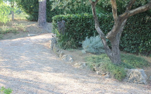Gli Appartamenti Di Manuela: Plant, Road Surface, Tree, Trunk, Land Lot, Natural Landscape, Asphalt, Groundcover, Shrub, Grass