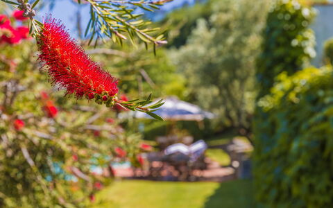 Villa Roncovisi: Flower, Plant, Botany, Tree, Flowering Plant