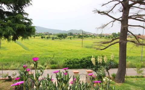 Podere i Gigli: Nature, Natural Landscape, Vegetation, Natural Environment, Grassland, Tree, Spring, Plant, Garden, Botany