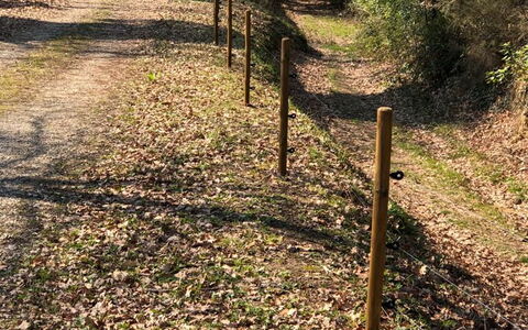 L'incanto: Plant, Tree, Natural Landscape, Wood, Trunk, Grass, Deciduous, Woody Plant, Groundcover, Shrub