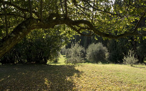 Villa Dorella Di Montaperti: Tree, Natural Landscape, Nature, Sunlight, Vegetation, Natural Environment, Grass, Leaf, Branch, Light