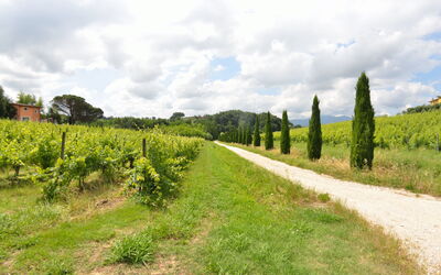 Il Sogno Tra i Vigneti