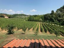 Il Sogno Tra i Vigneti