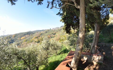 La Cipressa: Tree, Vegetation, Natural Environment, Wilderness, Sky, Botany, Spring, Leaf, Woody Plant, Plant