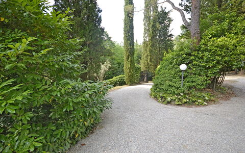 Villa Del Castagno: Vegetation, Tree, Shrub, Natural Environment, Leaf, Natural Landscape, Nature Reserve, Plant, Biome, Walkway