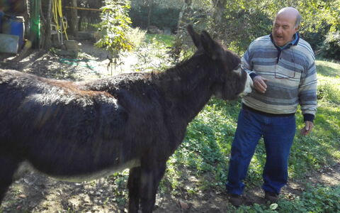 Petra: Vertebrate, Horse, Pack Animal, Livestock, Tree, Mane, Plant, Wildlife