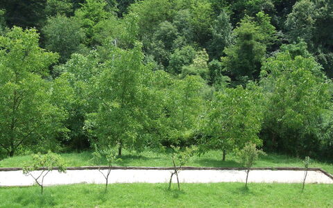 Bottino: Tree, Vegetation, Green, Nature, Nature Reserve, Natural Landscape, Grass, Natural Environment, Biome, Plant