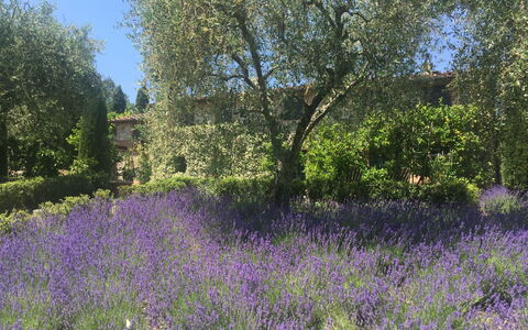 Macennere: Flowering Plant, Lavender, English Lavender, Flower, Plant, Lavender, Natural Landscape, Meadow, Tree