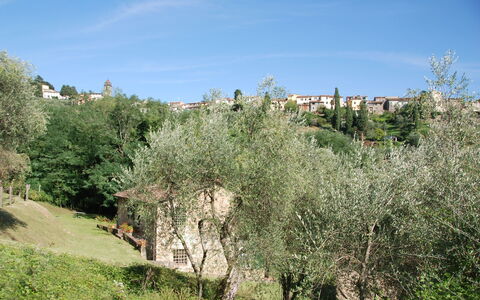 Magrini: Vegetation, Tree, Natural Landscape, Shrubland, Plant Community, Biome, Grass Family, Plant, Grass, Leaf