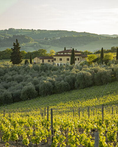 Podere San Michele: Plant, Shade, Outdoor Furniture, Tree, Architecture, Real Estate, Leisure, Comfort, Sunlounger, Tints And Shades