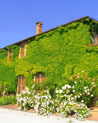Villa Venanzo: Property, House, Green, Vegetation, Wall, Building, Cottage, Shrub, Plant, Rural Area