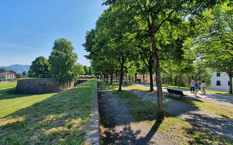 Sinidio: Tree, Grass, Nature, Spring, Lawn, Park, Landscaping, Walkway, Path