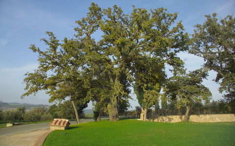 Villa Fontanelle: Tree, Plain, Woody Plant, Land Lot, Trunk, Grassland, Park, Shade, Meadow, Bench