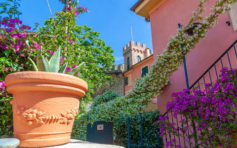 Portovecchio Apartments - Levanto: Flower, Green, Pink, Spring, Flowerpot, Houseplant, Balcony, Floral Design, Floristry