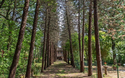 Villa Pania: Plant, Natural Landscape, Tree, Wood, Branch, Terrestrial Plant, Trunk, Deciduous, Grass, Woody Plant