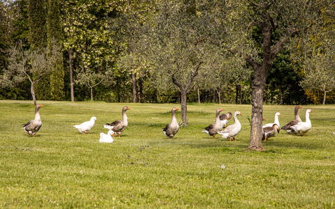 Podere La Torre: Plant, Ecoregion, Tree, Natural Landscape, Woody Plant