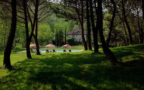 Villa Dell'abate: Plant, Natural Landscape, Shade, Botany, Tree, Branch, Vegetation, Sunlight, Land Lot, Grass