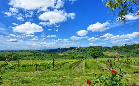 Maggiano: Cloud, Plant, Sky, Plant Community, Ecoregion, Natural Landscape, Blue, Flower, Land Lot