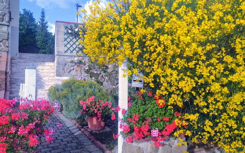 Bellavista Tuscany Apartment Panoramic Terrace: Flower, Yellow, Shrub, Spring, Garden, Landscaping, Houseplant