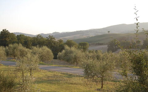Santo Stefano: Tree, Natural Environment, Vegetation, Natural Landscape, Grassland, Hill, Plant Community, Shrub, Ecoregion, Plain