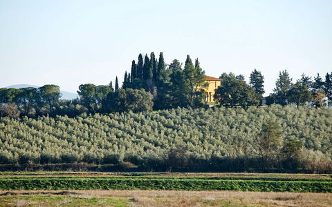 Poggio Cavallino Private Pool, Wifi, Maremma: Tree, Leaf, Vegetation, Land Lot, Plantation, Rural Area, Agriculture, Field, Evergreen