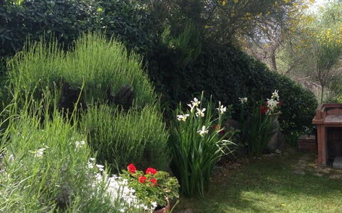 Casa Viola Pool, Wifi, Montaione: Vegetation, Shrub, Plant Community, Garden, Spring, Landscaping, Backyard, Yard