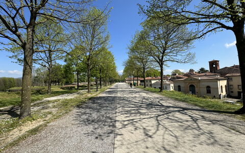 Il Cervo In Città: Tree, Branch, Road Surface, Road, Asphalt, Thoroughfare, Trunk, Driveway, Trail, Soil