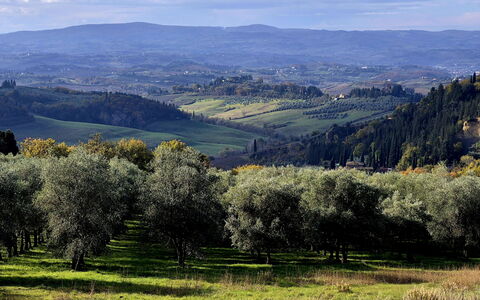 Novellina: Tree, Natural Environment, Grass, Nature, Leaf, Hill, Natural Landscape, Vegetation, Grassland, Plain