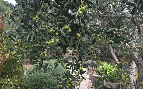 Borgo di San Biagio: Produce, Fruit, Ingredient, Woody Plant, Food, Natural Foods, Plantation