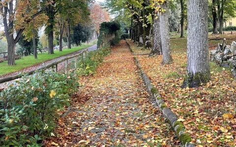 Loft Borgo Syrah: Leaf, Tree, Nature, Autumn, Trunk, Woodland, Groundcover, Walkway, Woody Plant, Trail