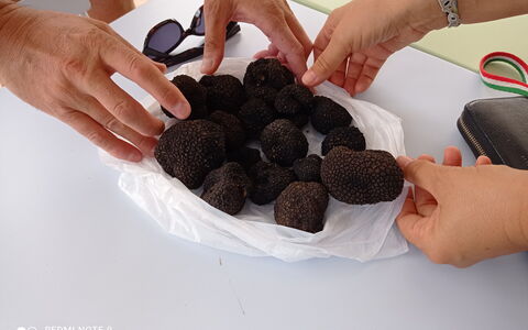 Villa Campo al Vento - Country Farm: Ingredient, Food, Fungus