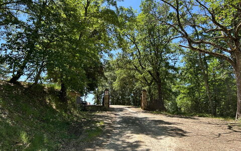 Casa Stella Serena, Casole D'Elsa, Pool: Branch, Leaf, Tree, Natural Environment, Nature, Wood, Vegetation, Natural Landscape, Road, Trail
