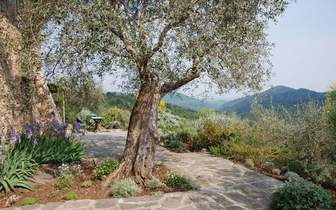 La Sorgente: Tree, Leaf, Nature, Branch, Vegetation, Shrub, Trunk, Spring, Twig, Woody Plant