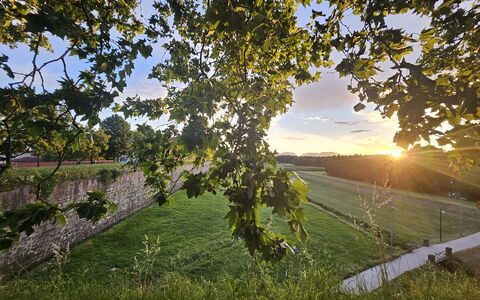 Alle Gardenie: Green, Leaf, Nature, Yellow, Summer, Landscape, Sunlight, Morning, Field, Twig